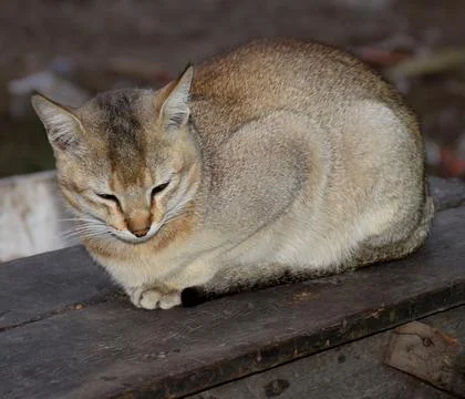 Sleeping cat Stock Photos