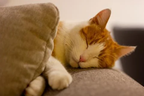 Sleeping Cat Stock Photos