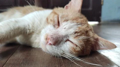 Sleeping cat Stock Photos