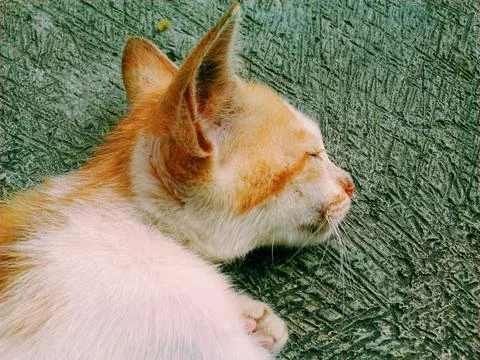 Sleeping cat Stock Photos