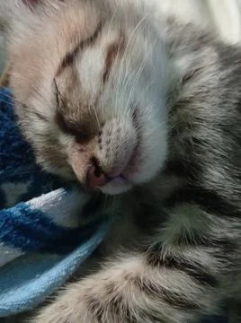 A sleeping cat Stock Photos