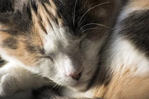 Sleeping Cat Stock Photos