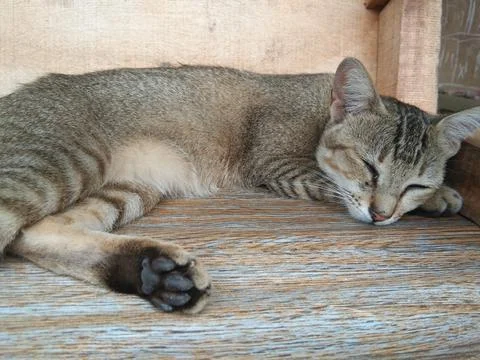 Sleeping cat Stock Photos