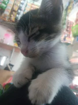 Sleeping cat Stock Photos