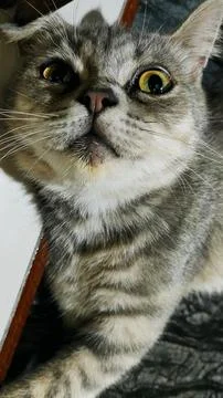 Sleeping cat Foto stock