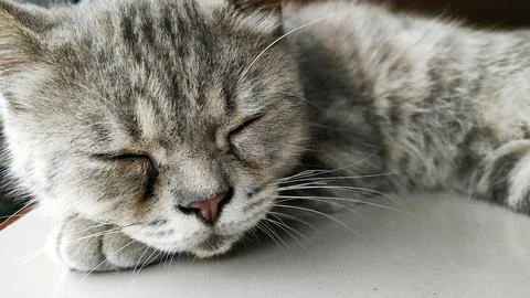 Sleeping Cat Foto stock