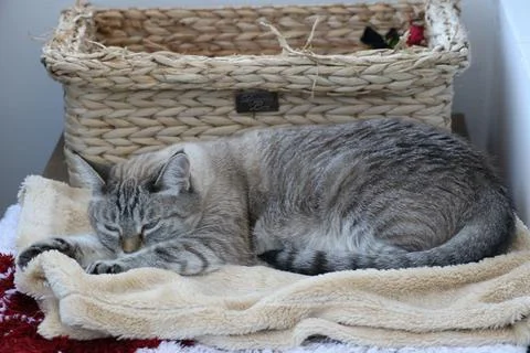 Sleeping cat Stock Photos