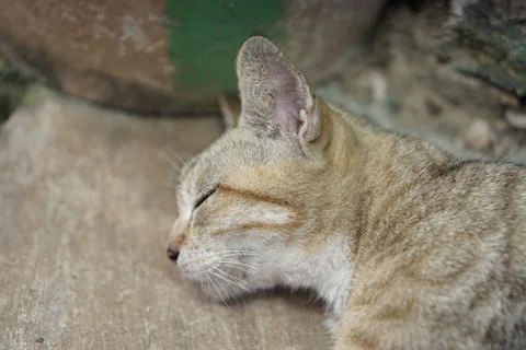Sleeping cat Foto stock