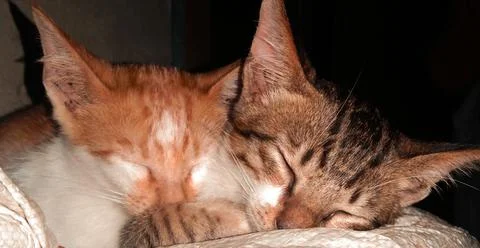 Sleeping cat Stock Photos