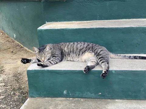 Sleeping cat Stock Photos