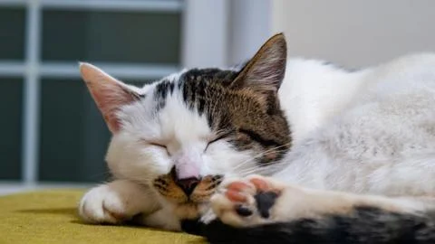 Sleeping Cat Stock Photos