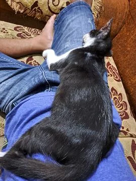 Sleeping Cat Foto stock