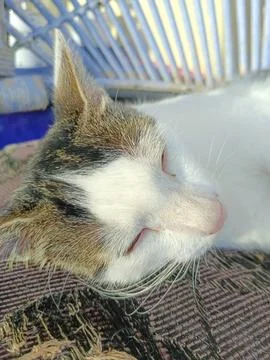 Sleeping cat Stock Photos