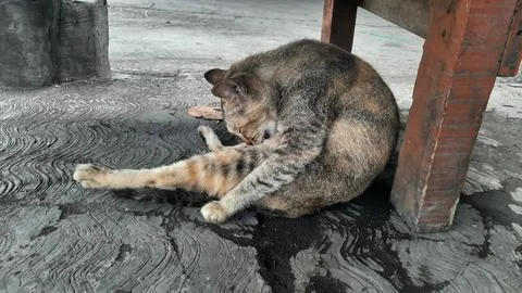 A sleeping Cat Stock Photos