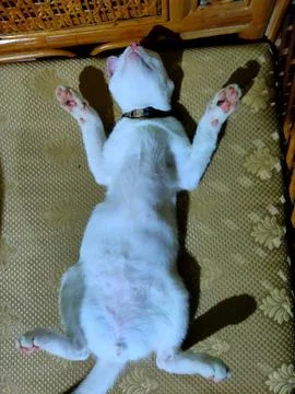 Sleeping cat Stock Photos