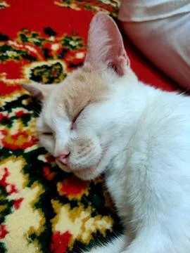 Sleeping cat Stock Photos