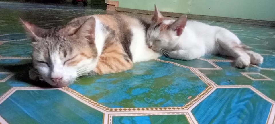 Sleeping cat Stock-Fotos