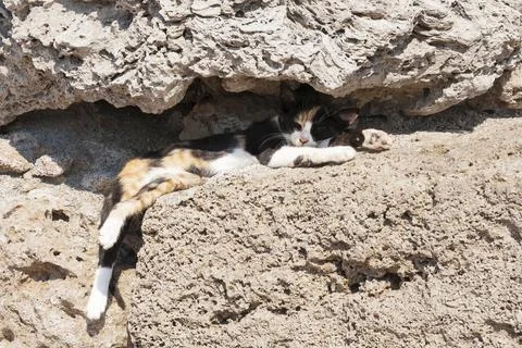 Sleeping cat Stock Photos