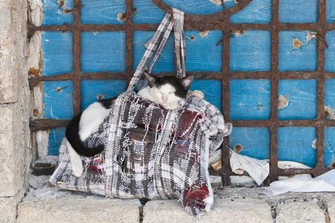 Sleeping cat Stock Photos