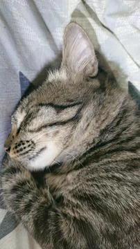 Sleeping cat Stock Photos