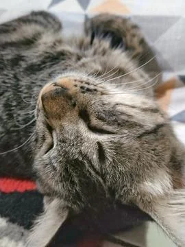 Sleeping cat Stock Photos