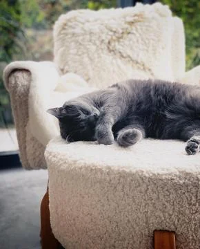 Sleeping cat Stock Photos