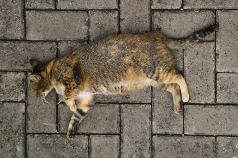 Sleeping cat Stock Photos