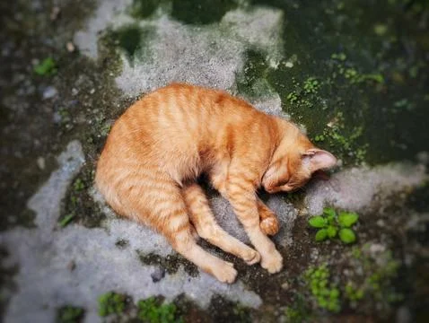 Sleeping cat Stock Photos