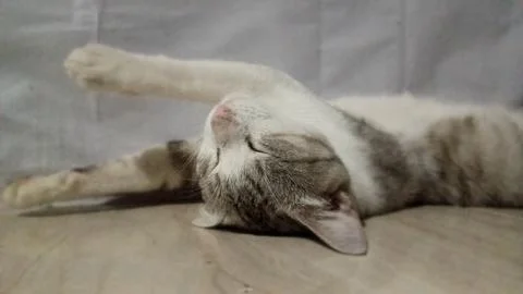 Sleeping Cat Stock Photos