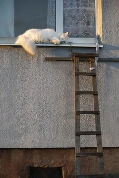 Sleeping cat Stock Photos