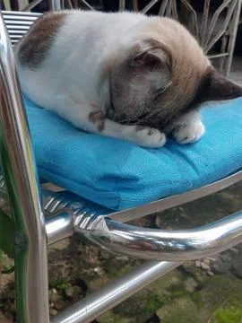 Sleeping cat Stock Photos