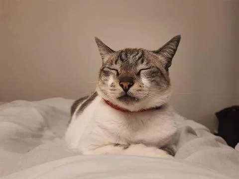 Sleeping cat Stock Photos