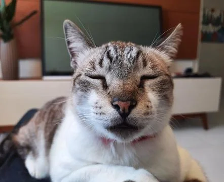 Sleeping cat Stock Photos