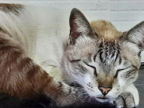 Sleeping cat Stock Photos