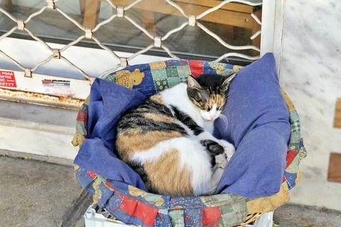 Sleeping cat Stock Photos