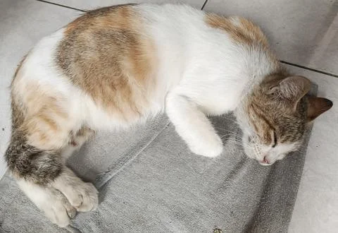 Sleeping Cat Foto stock