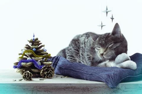 Sleeping cat with pine cone as New year tree concept composition Stock Illustration