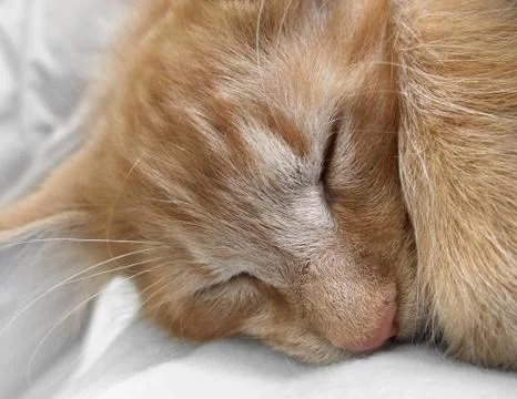 Sleeping cat portrait Stock Photos