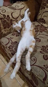 Sleeping cat pose Stock Photos