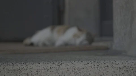 Sleeping cat pull rack focus Video stock 123422541