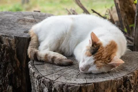 Sleeping Cat on Rustic Tree Stump 库存照片