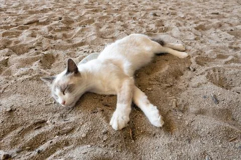 Sleeping Cat on Sandy Ground Stock Photos
