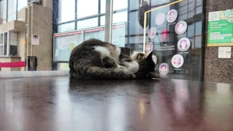 Sleeping Cat at Security Post, Perpa Trade Center, Istanbul Stock Footage 320698415
