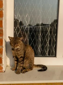 Sleeping cat sits on the windowsill Stock Photos