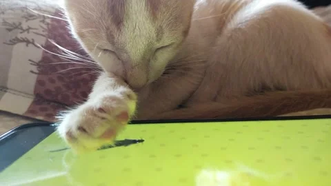 Sleeping cat, smartphone game, mouse Stock Footage 151769055