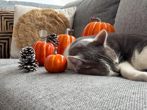 Sleeping cat on sofa with autumn decor Stock-Fotos