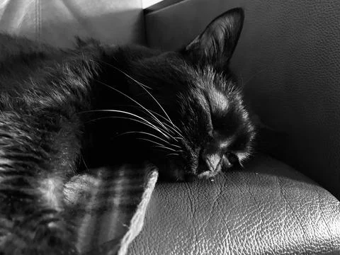 Sleeping cat on the sofa Foto stock