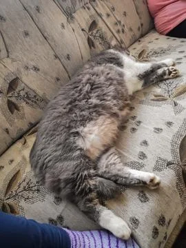 Sleeping Cat on Sofa 스톡 사진