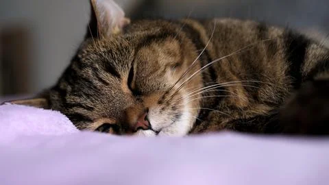 Sleeping cat on a soft blanket. Background with a cat. Stock Photos