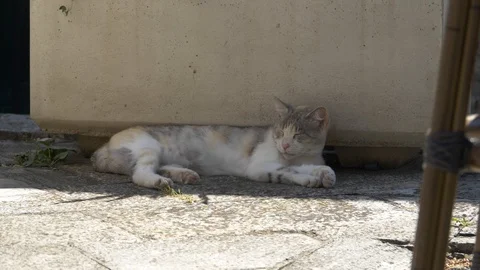 Sleeping cat on the street Stock Footage 128401536
